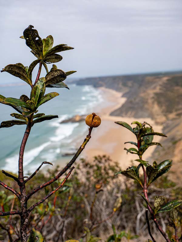 pflanze Praia Algarve Barlavento
