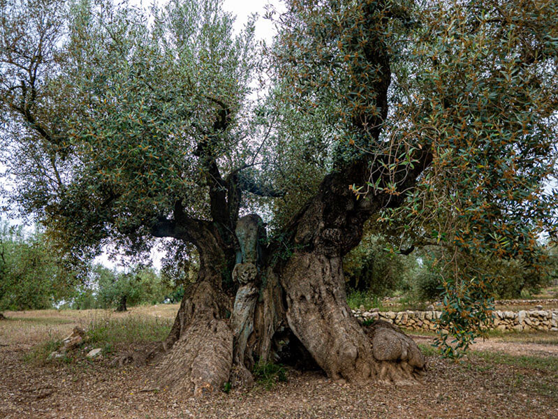 ulldecona olivos milenarios