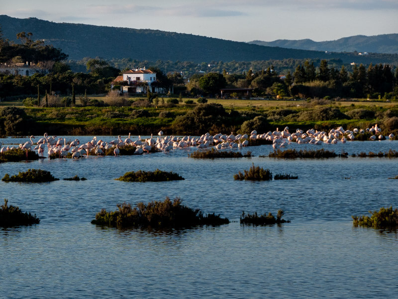ecovia algarve fuseta flamingos birdwatching
