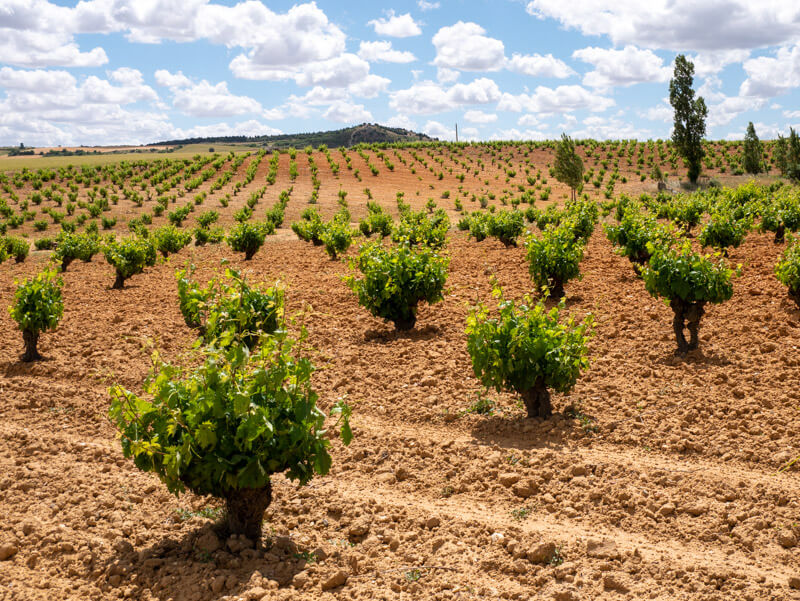 bodega vinas cenit ruta de vino zamora wein (4)