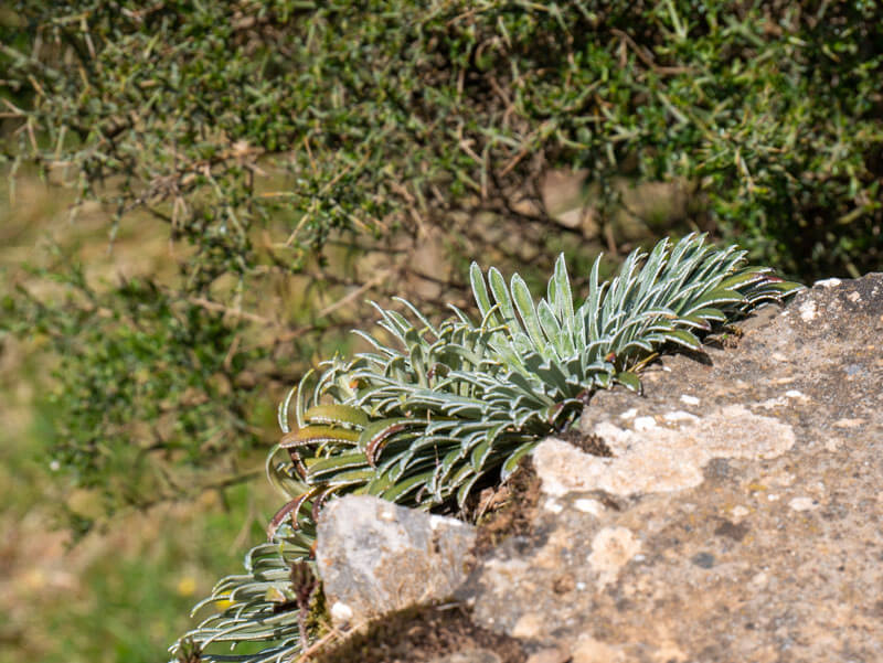 koenigssteinbrech-pyrenaen-saxifraga-longifolia