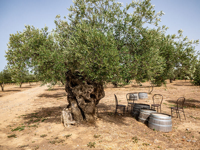 500 Jahre alter Olivenbaum