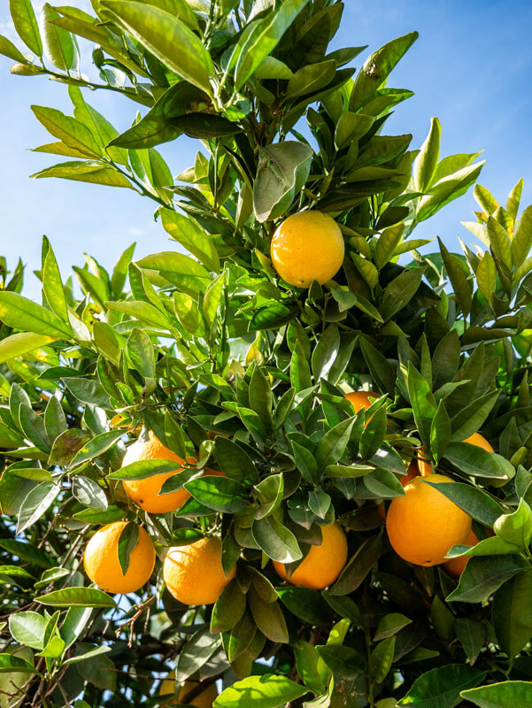 Orangebaum Sevilla
