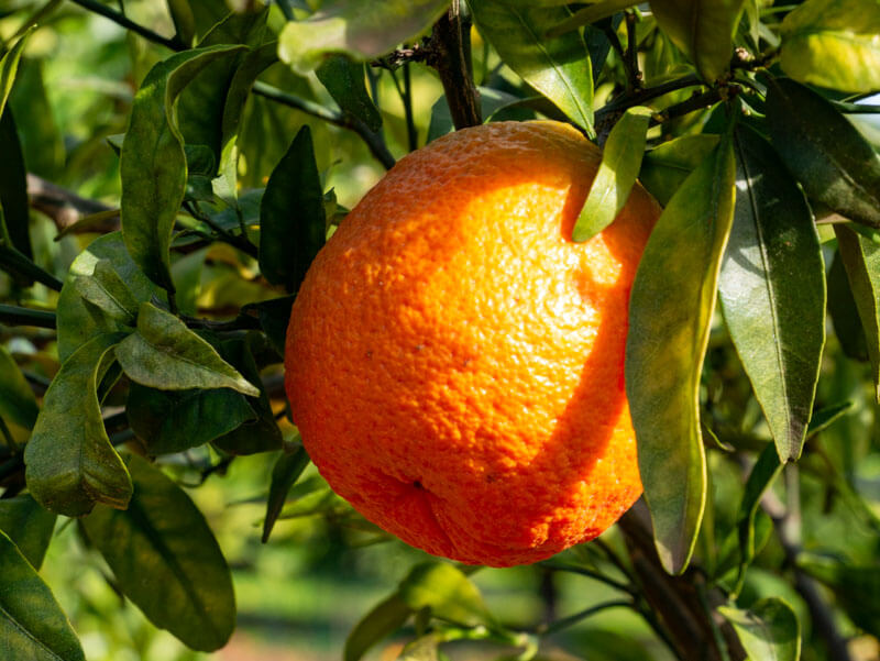 Orangen Sevilla