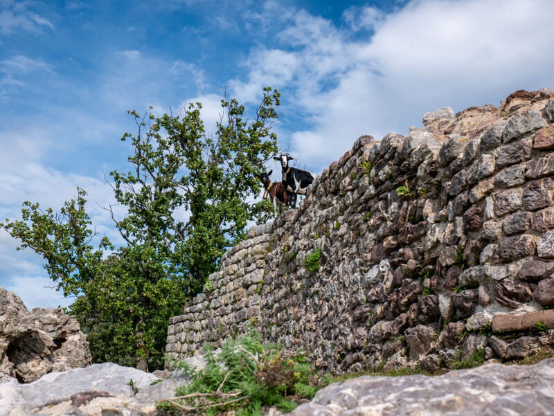 Wanderung Pyrenäen castell Rocabruna ziegen 