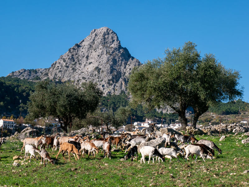 ziegen Landschaft payoyo Käse Sierra de Grazalema