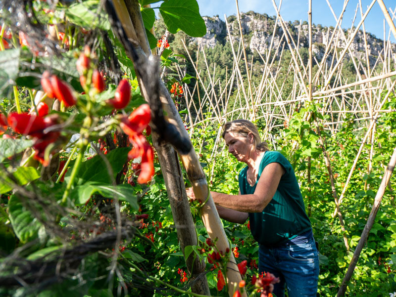 cal barbut gemúsegarten