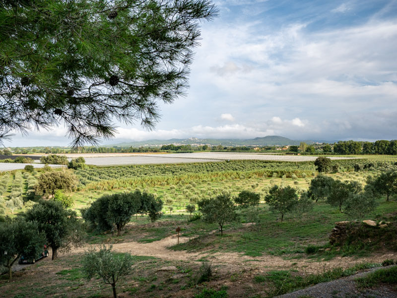 Landscahft olivenöl Costa Brava