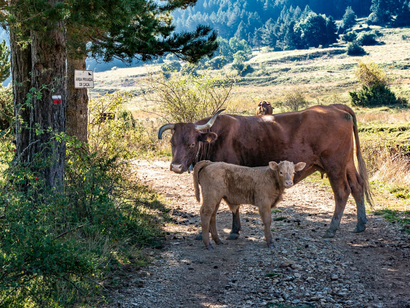 Kühe auf dem Weg Gr107