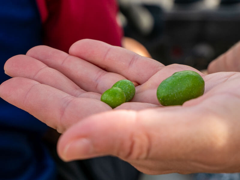 Arbequina und Picual Oliven