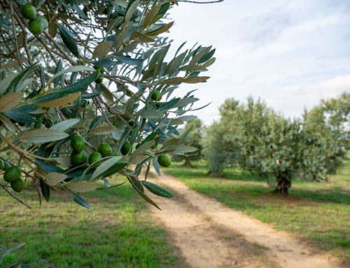 Fontclara – Olivenöl Costa Brava