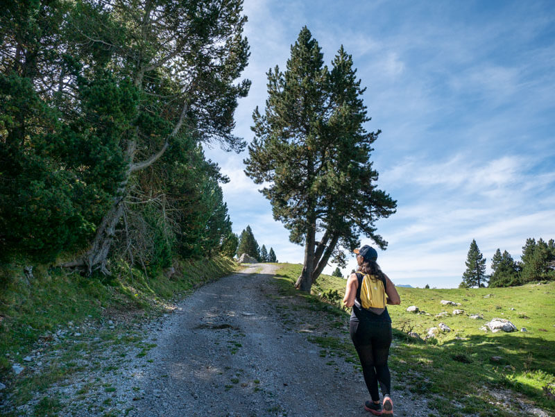 Weg des Kieferkreuzschnabels