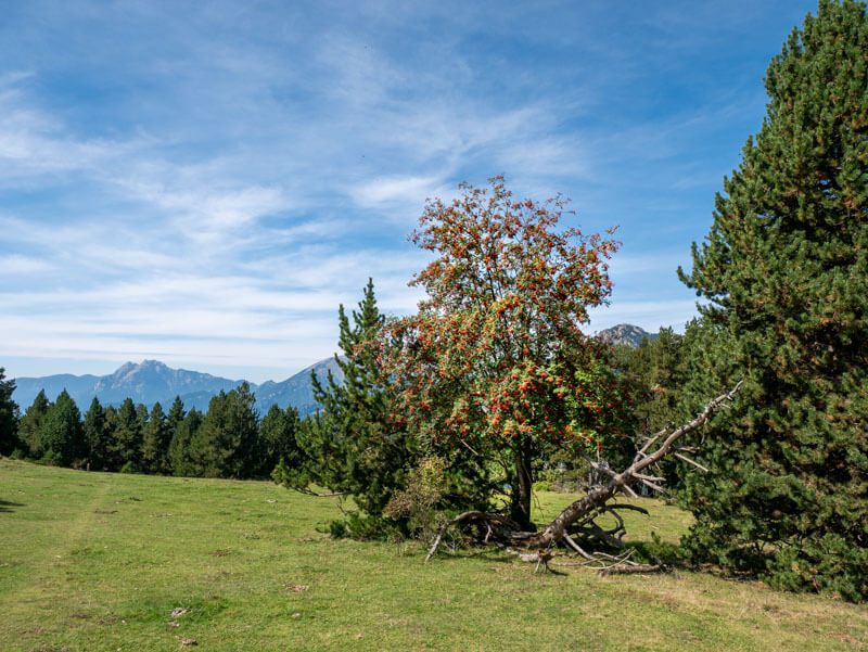 Eberesche Ruta del Trencapinyes