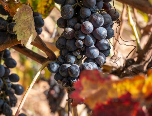 Weine aus Bullas – Murcia