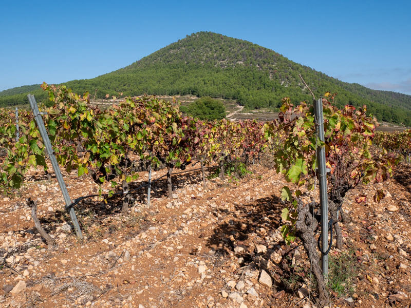weingut D.O. Bullas Bodega Balcona