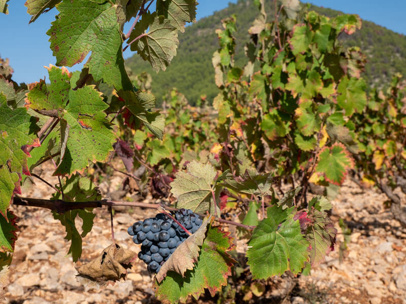 trauben D.O. Bullas Bodega Balcona