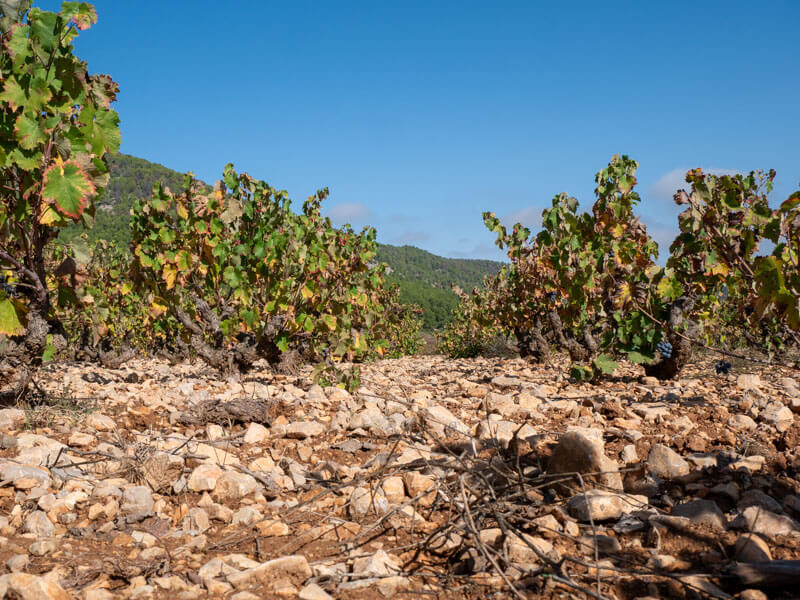 D.O. Bullas Bodega Balcona weinberge