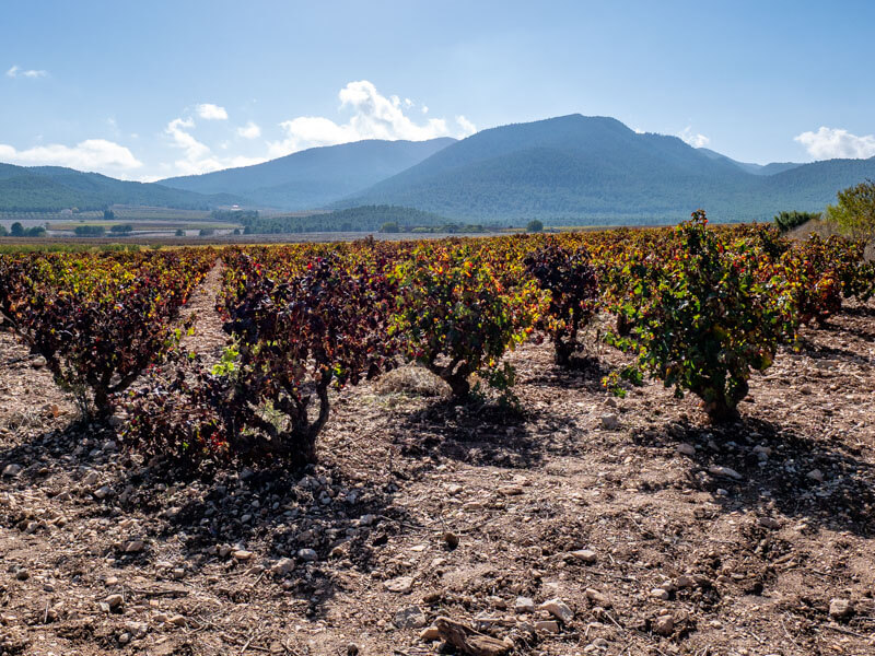 Weinberge
