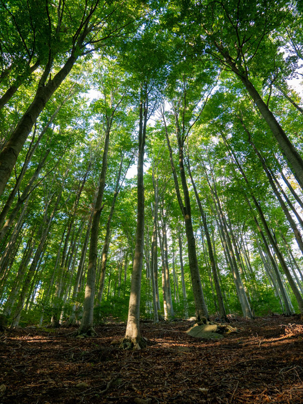 Montseny Arbúcies