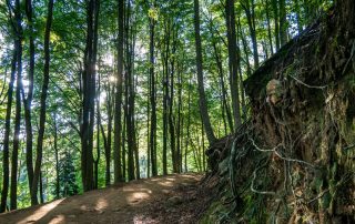 Montseny Arbúcies