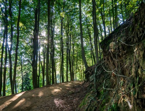 Mitten im Montseny: Can Janet