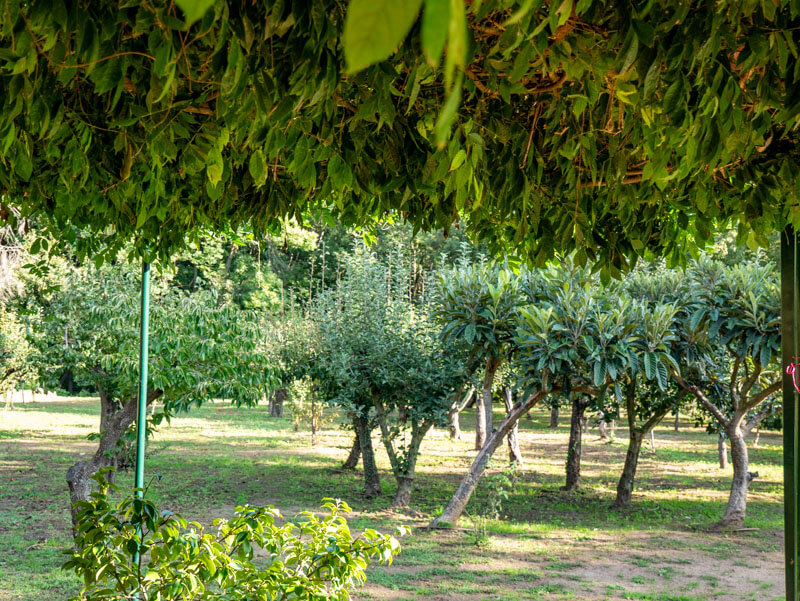 Obstgarten Can Janet Montseny Arbúcies