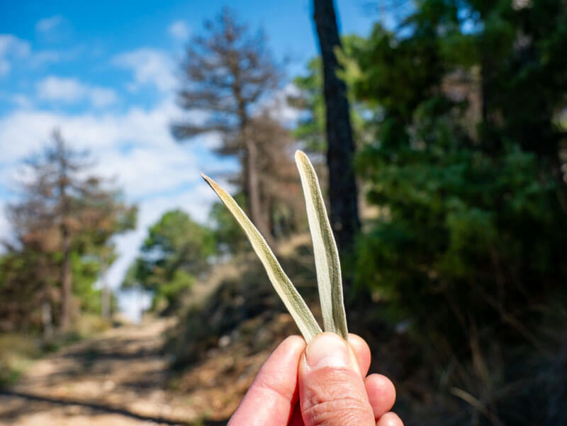 oreja de lliebre